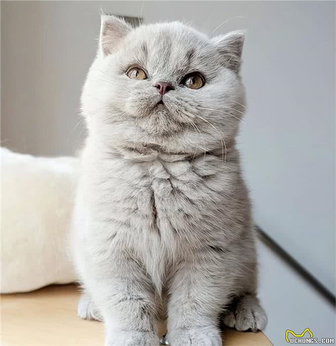 英国短毛猫-最受欢迎的外国品种，到底有什么魔力，让大家喜欢
