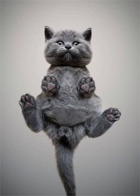 英国短毛猫-最受欢迎的外国品种，到底有什么魔力，让大家喜欢