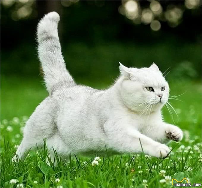 英国短毛猫-最受欢迎的外国品种，到底有什么魔力，让大家喜欢