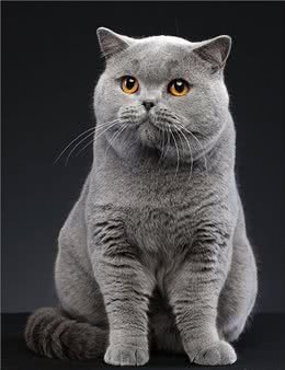 英国短毛猫-最受欢迎的外国品种，到底有什么魔力，让大家喜欢