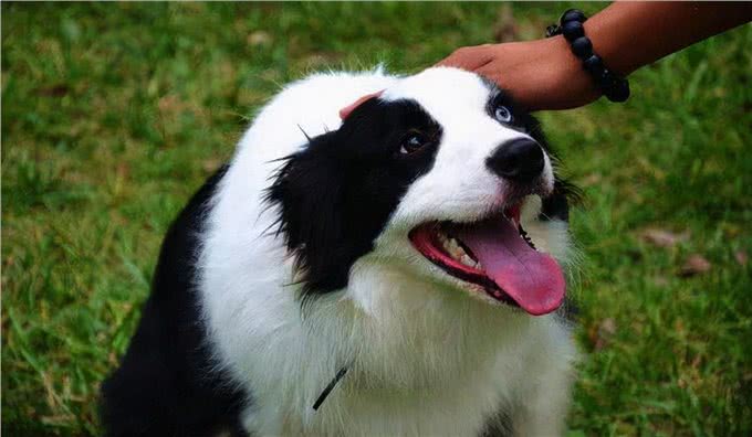 边牧犬发烧的症状，你知道吗?发烧后又该怎么做呢?