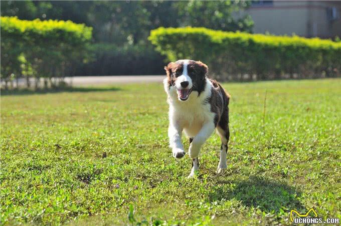边牧犬发烧的症状，你知道吗?发烧后又该怎么做呢?
