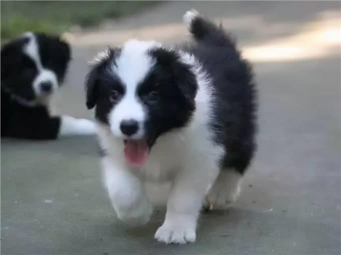 边牧犬发烧的症状，你知道吗?发烧后又该怎么做呢?