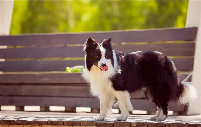 边牧犬发烧的症状，你知道吗?发烧后又该怎么做呢?