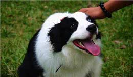 边牧犬发烧的症状，你知道吗?发烧后又该怎么做呢?