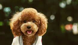 狗狗大便拉出来很软，牙膏样，不成型