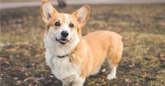 卡迪根威尔士柯基犬与彭布罗克威尔士柯基犬的区别-外观