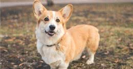 卡迪根威尔士柯基犬与彭布罗克威尔士柯基犬的区别-外观