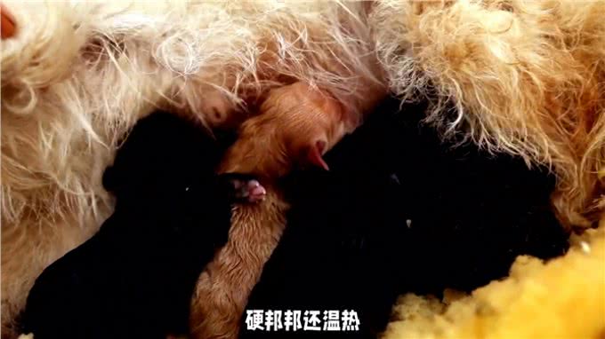 狗狗乳腺炎大揭秘症状识别与预防手册来了