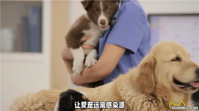 狗狗乳腺炎大揭秘症状识别与预防手册来了