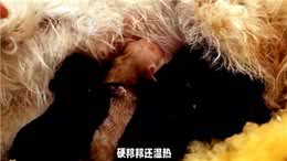 狗狗乳腺炎大揭秘症状识别与预防手册来了