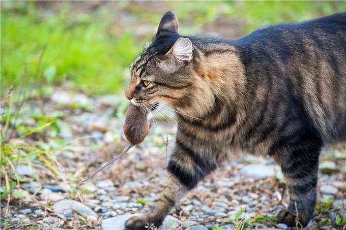 狸花猫为什么能成为猫界的战力天花板?