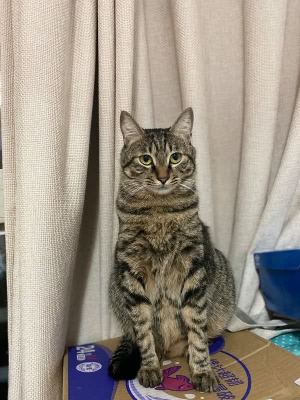 狸花猫为什么能成为猫界的战力天花板?