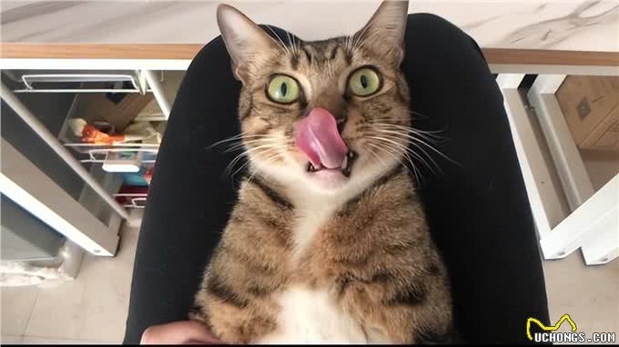 狸花猫为什么能成为猫界的战力天花板?