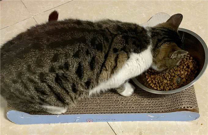 狸花猫为什么能成为猫界的战力天花板?