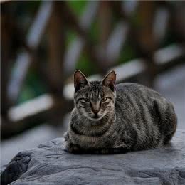 狸花猫为什么能成为猫界的战力天花板?