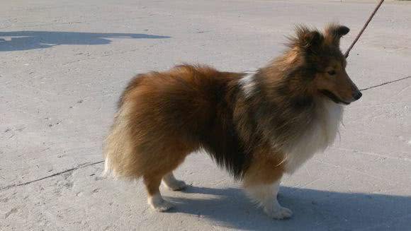 如何区分喜乐蒂与苏牧幼犬