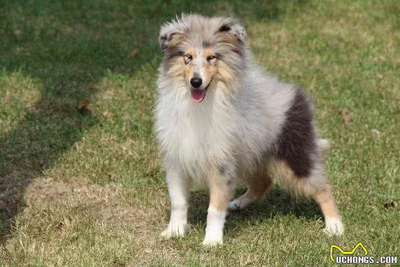 如何区分喜乐蒂与苏牧幼犬