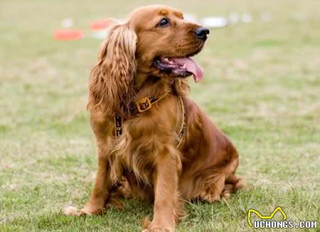 不会选可卡犬?9招让你练就火眼金睛!
