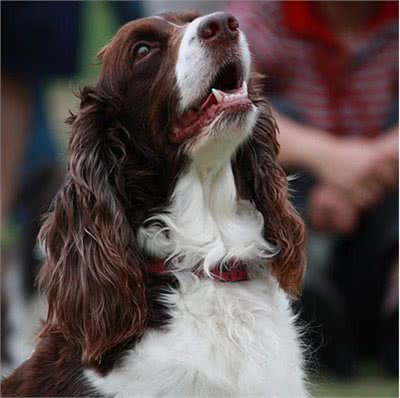 不会选可卡犬?9招让你练就火眼金睛!