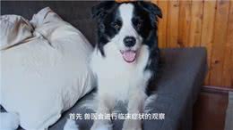 破解犬传染性肝炎的诊断密码
