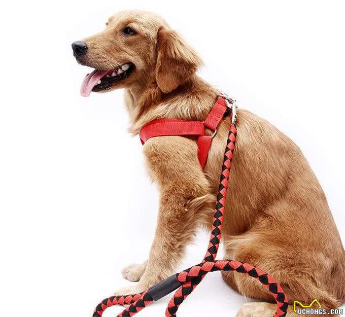 带狗狗逛街时用什么狗链呢?入手吧!