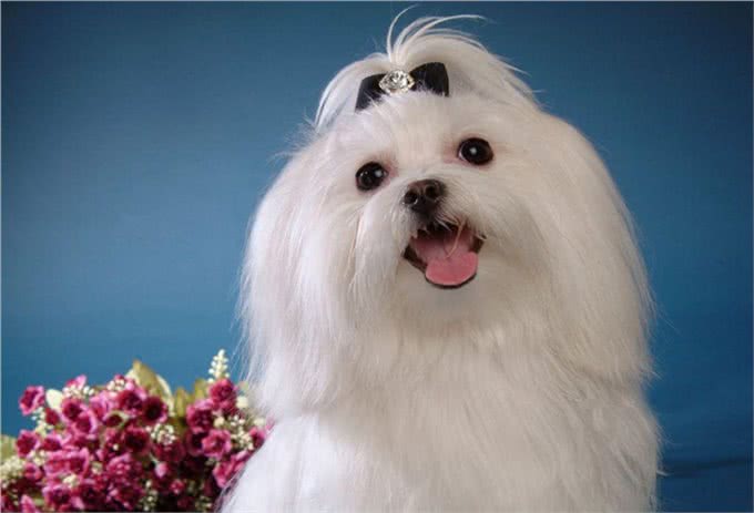 世界名犬—马尔济斯犬玩具犬类