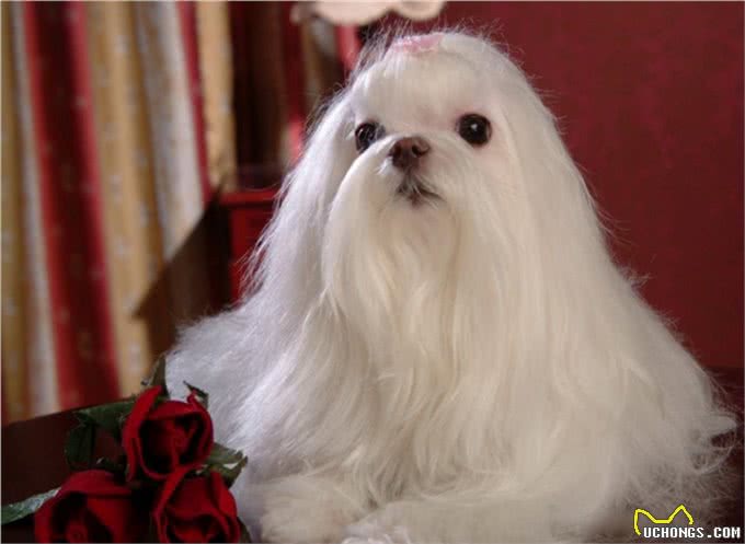 世界名犬—马尔济斯犬玩具犬类