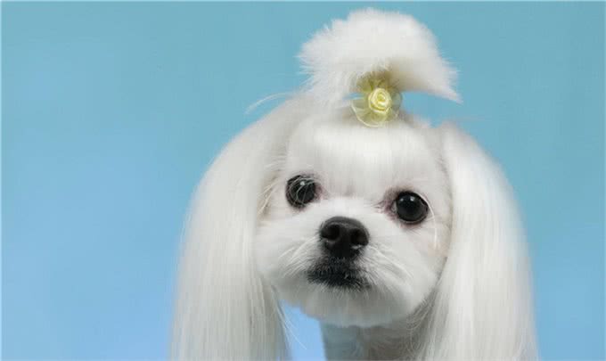 世界名犬—马尔济斯犬玩具犬类