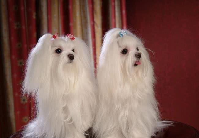 世界名犬—马尔济斯犬玩具犬类