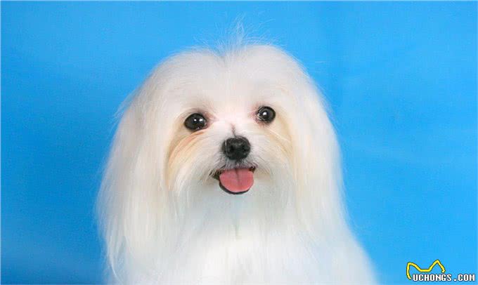 世界名犬—马尔济斯犬玩具犬类
