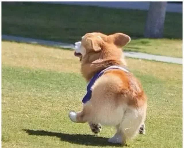 五种柯基犬难饲养的原因