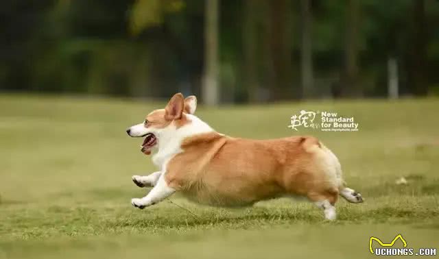 五种柯基犬难饲养的原因