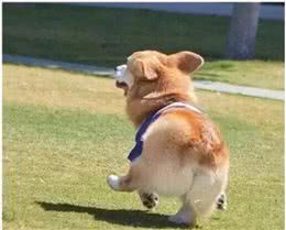 五种柯基犬难饲养的原因