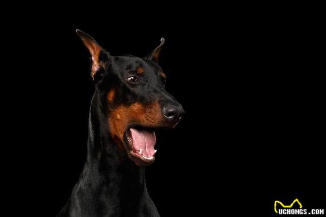 宠物狗系列之杜宾犬
