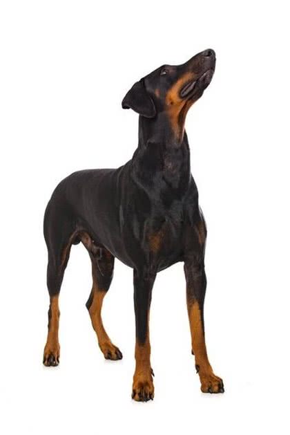 宠物狗系列之杜宾犬