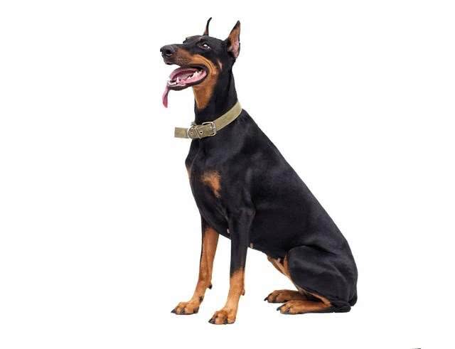 宠物狗系列之杜宾犬