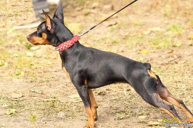 宠物狗系列之杜宾犬