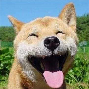 六大忠诚犬类，没有金毛，第一却是它，你知道吗