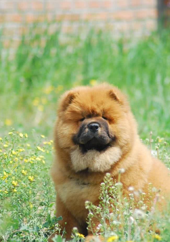 六大忠诚犬类，没有金毛，第一却是它，你知道吗