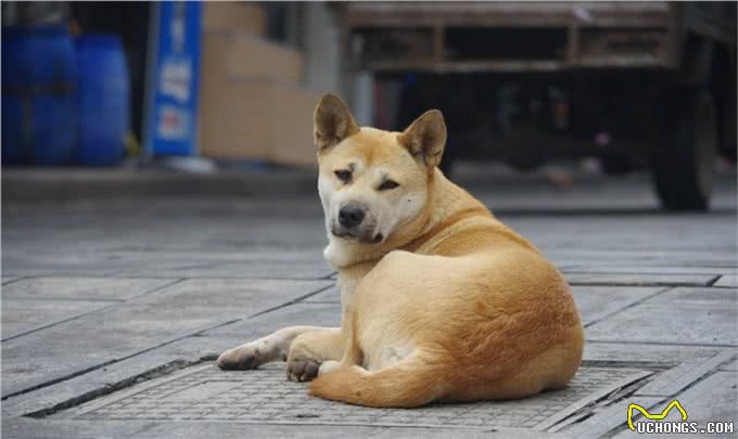 六大忠诚犬类，没有金毛，第一却是它，你知道吗