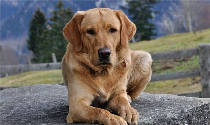 六大忠诚犬类，没有金毛，第一却是它，你知道吗