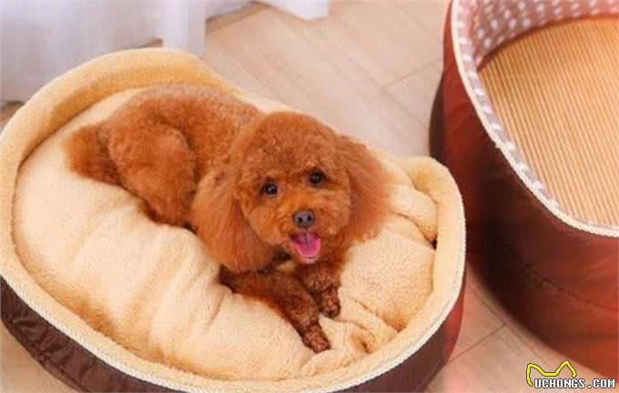 狗狗重感冒死前有些什么情况