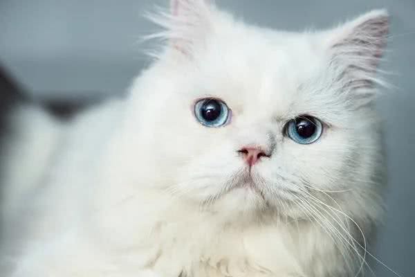 蓝眼的猫咪全都是耳聋?这些知识你需要知道