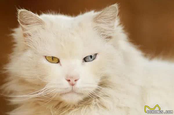 蓝眼的猫咪全都是耳聋?这些知识你需要知道