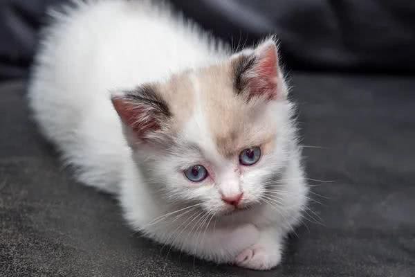 蓝眼的猫咪全都是耳聋?这些知识你需要知道
