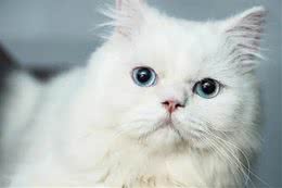 蓝眼的猫咪全都是耳聋?这些知识你需要知道