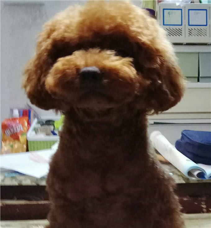狗狗意外受伤处理方法