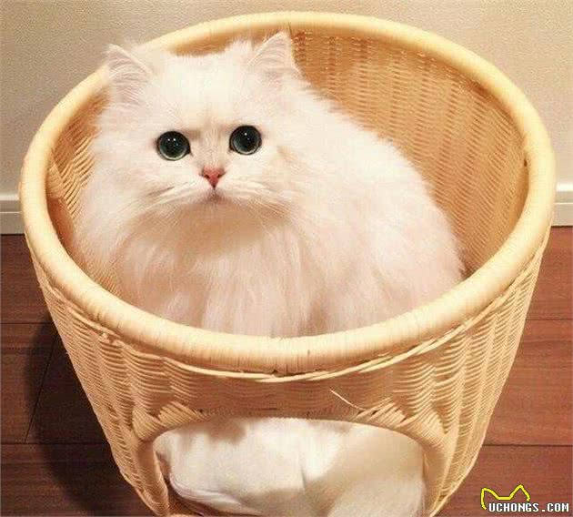 十大名贵猫咪，你撸过几只?