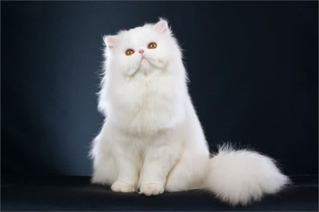 十大名贵猫咪，你撸过几只?